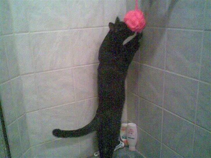 Huskat Balou billede 11