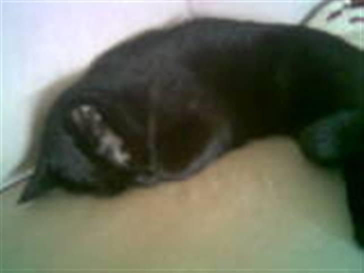 Huskat Balou billede 12