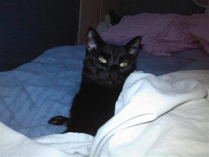 Huskat Balou billede 13