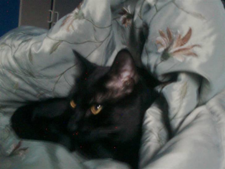 Huskat Balou billede 14