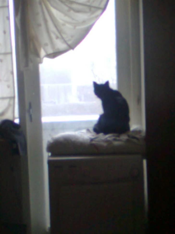 Huskat Balou billede 15