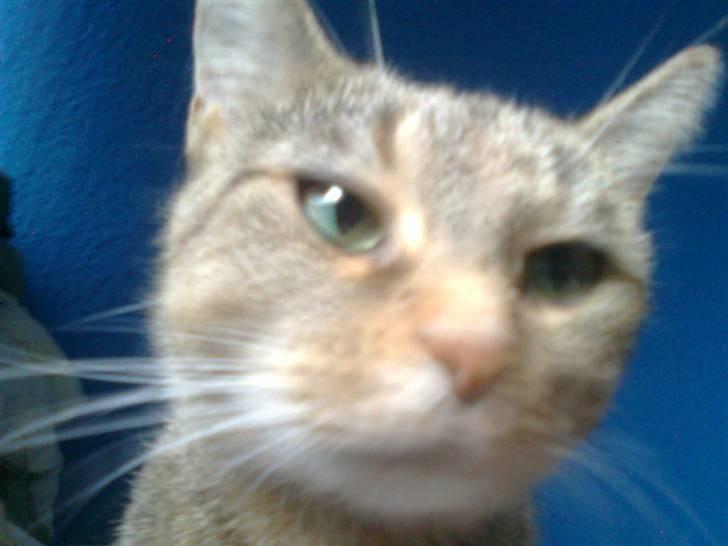 Huskat Tøsen billede 9