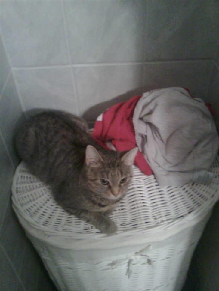 Huskat Tøsen billede 10