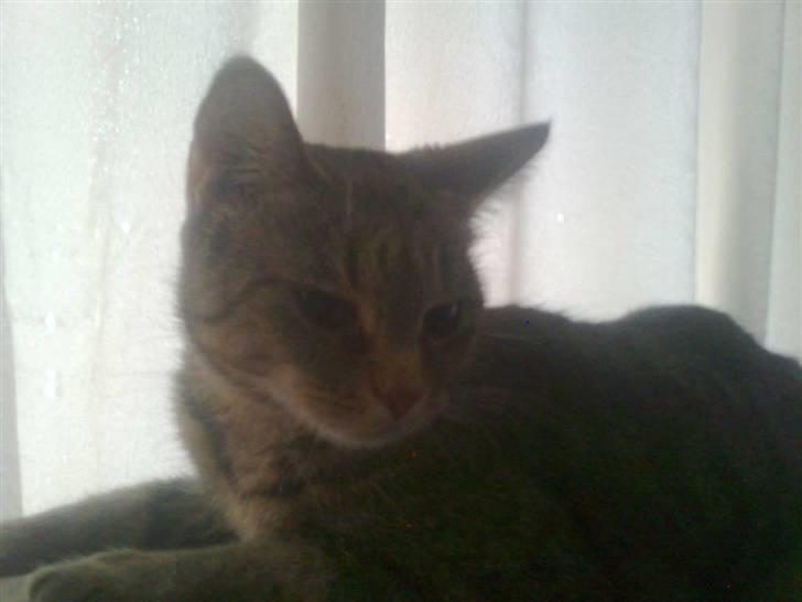 Huskat Tøsen billede 11