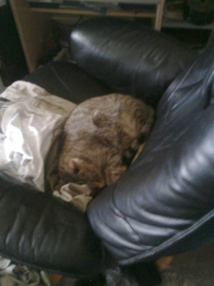 Huskat Tøsen billede 12