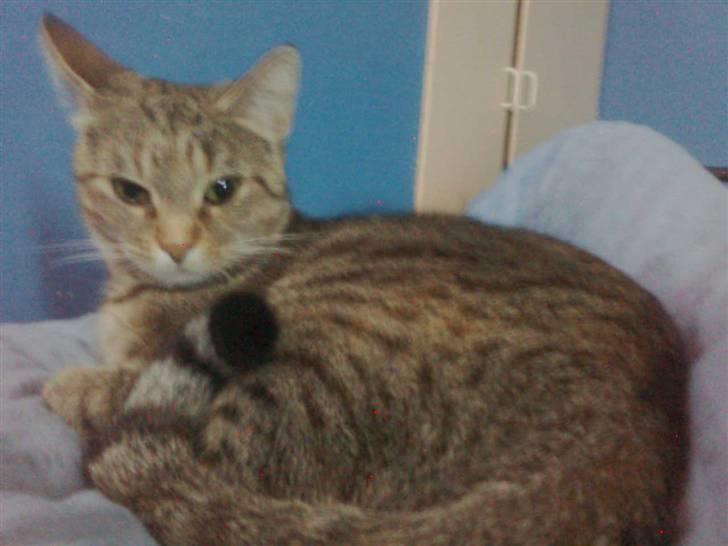 Huskat Tøsen billede 13