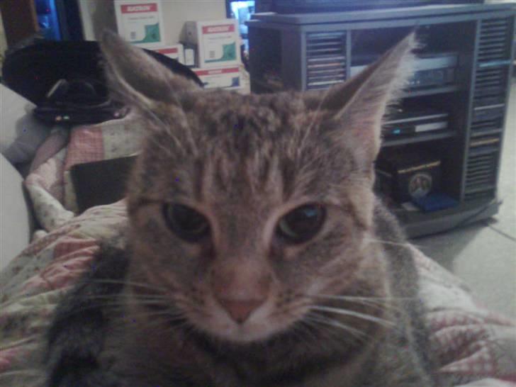 Huskat Tøsen billede 14