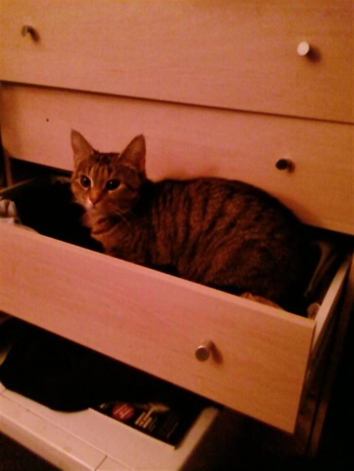 Huskat Tøsen billede 15