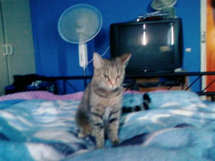 Huskat Tøsen billede 16