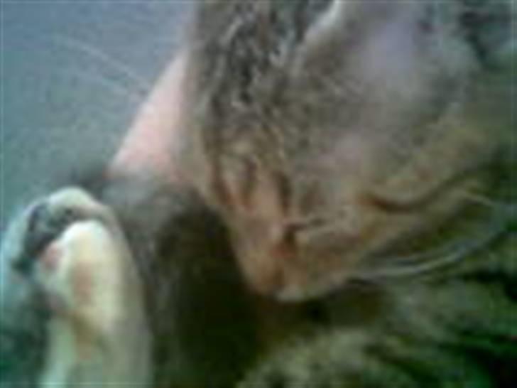 Huskat Tøsen billede 17