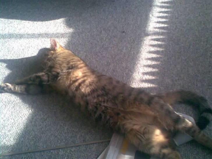 Huskat Tøsen billede 18