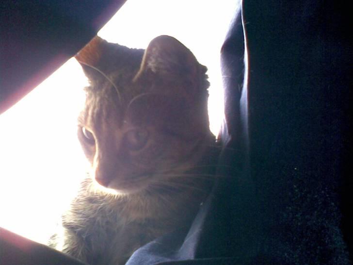 Huskat Tøsen billede 19