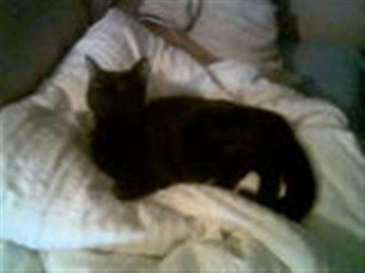 Huskat Balou billede 16