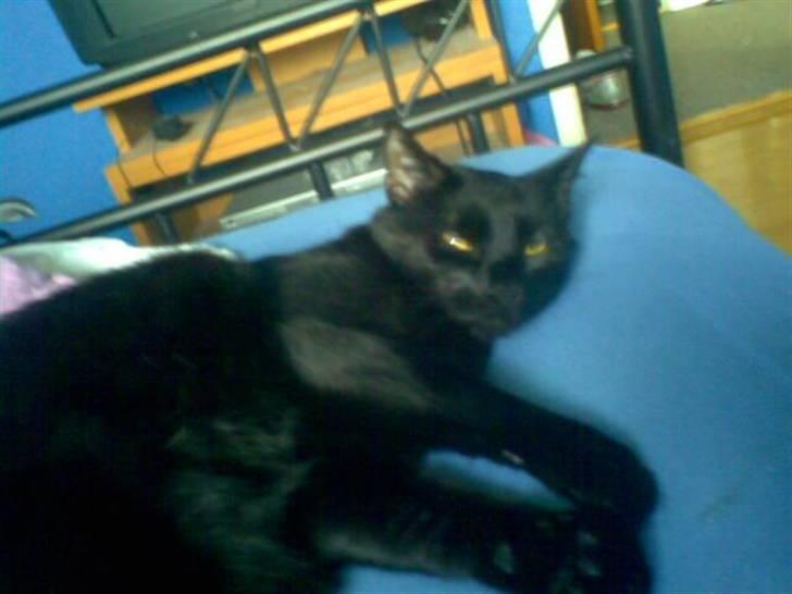 Huskat Balou billede 17