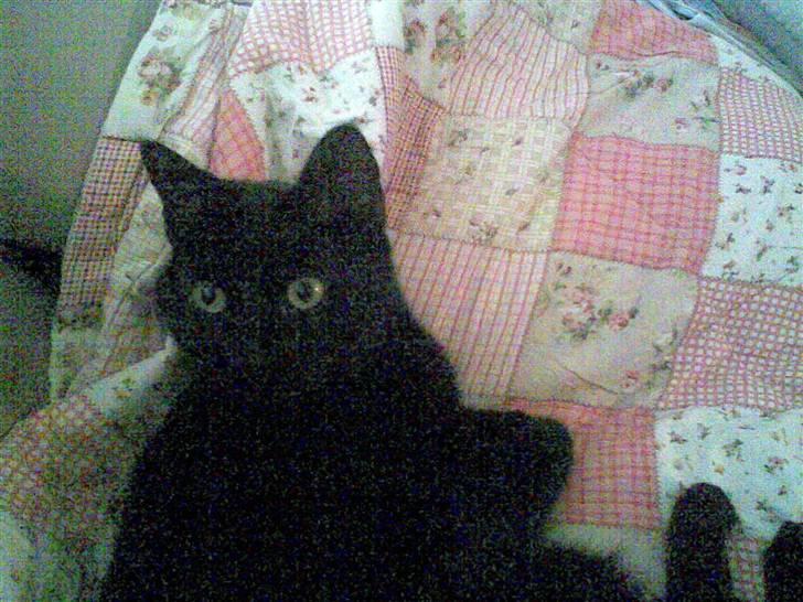 Huskat Balou billede 18