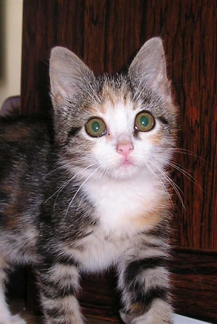 Huskat Bellamy billede 1