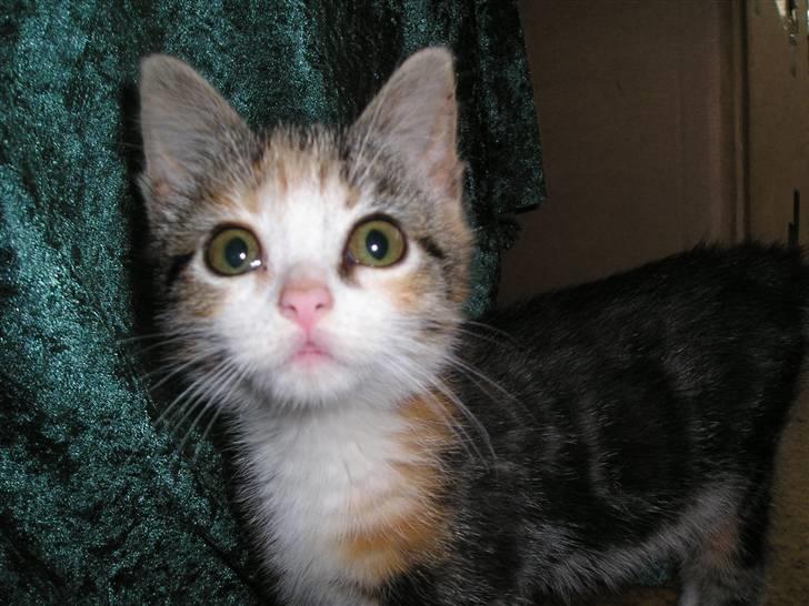 Huskat Bellamy billede 2