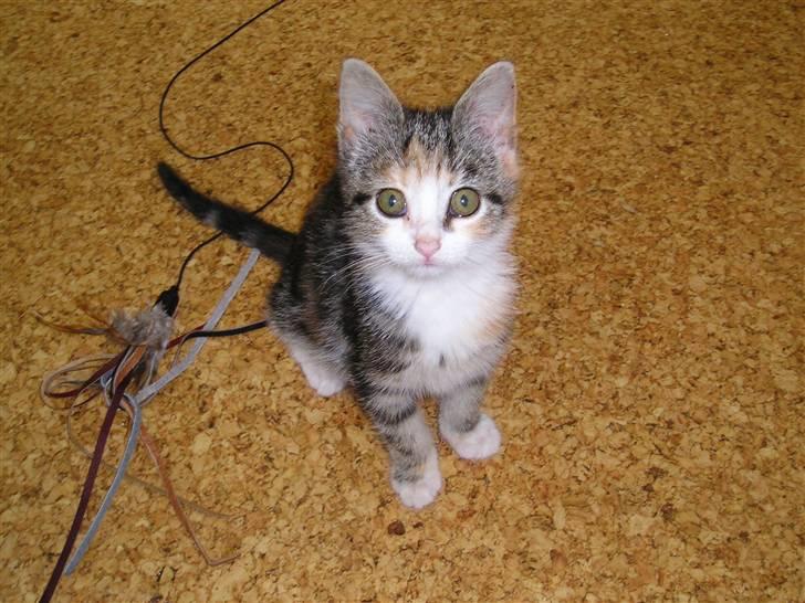 Huskat Bellamy billede 3