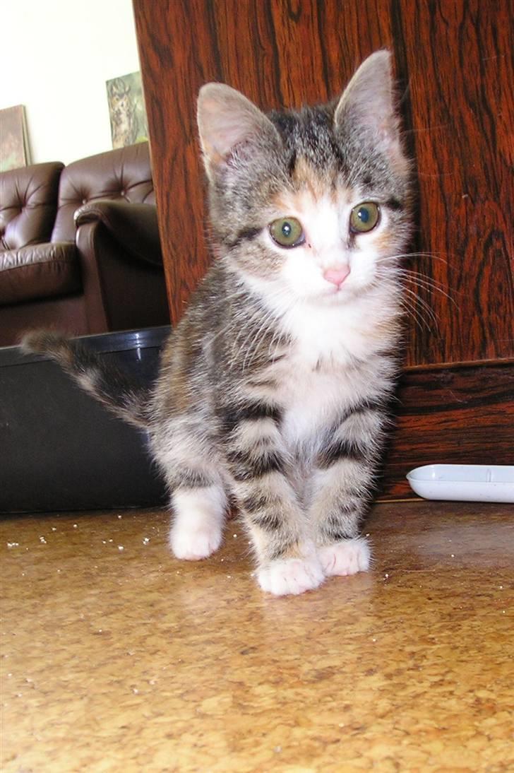 Huskat Bellamy billede 4