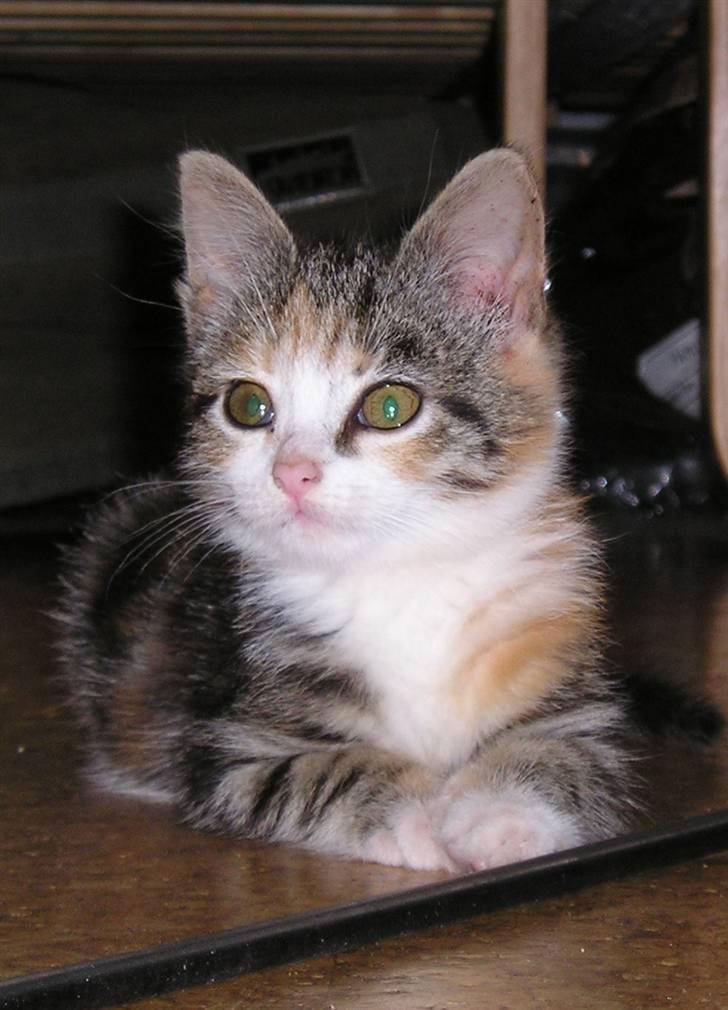 Huskat Bellamy billede 5