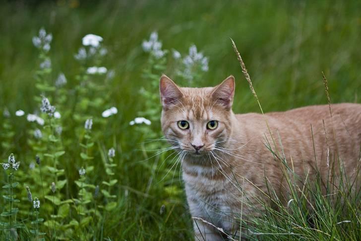 Blanding af racer Garfield "R.I.P" billede 6