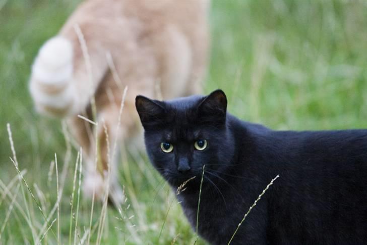 Blanding af racer Salém (R.I.P) billede 6