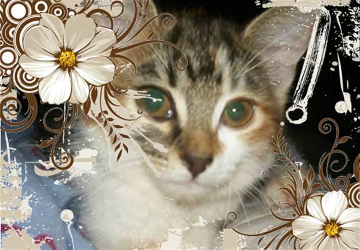 Huskat Fifi - Fifi   billede 1