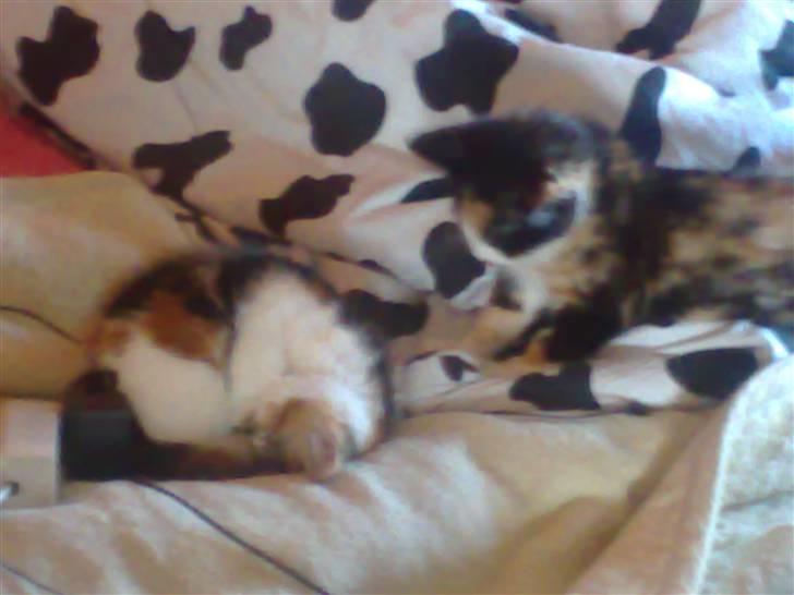 Huskat Fifi billede 2