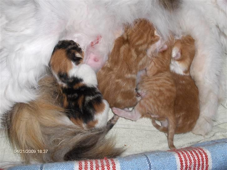 Huskat Fifi billede 3