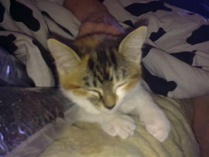 Huskat Fifi billede 4