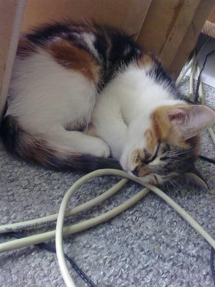 Huskat Fifi billede 5