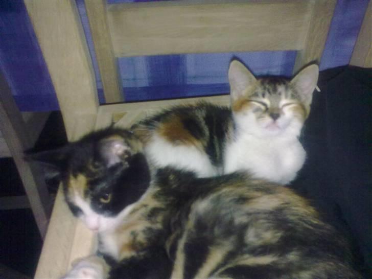 Huskat Fifi billede 6