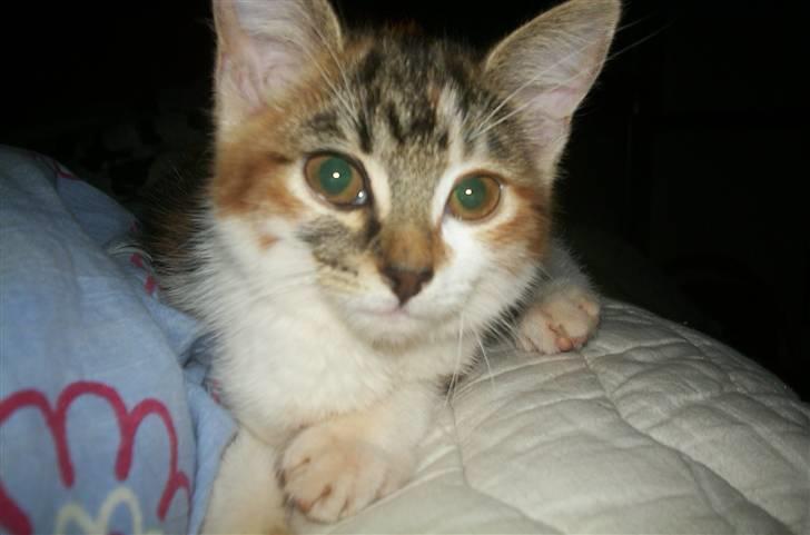 Huskat Fifi billede 7