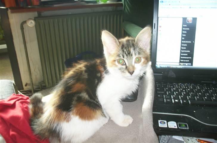 Huskat Fifi billede 8