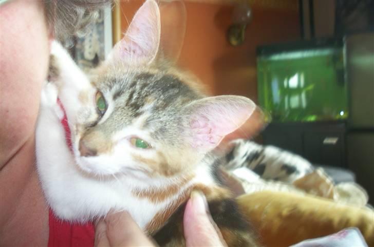 Huskat Fifi billede 9