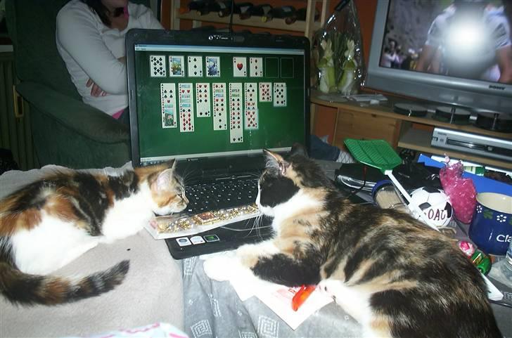 Huskat Fifi billede 10