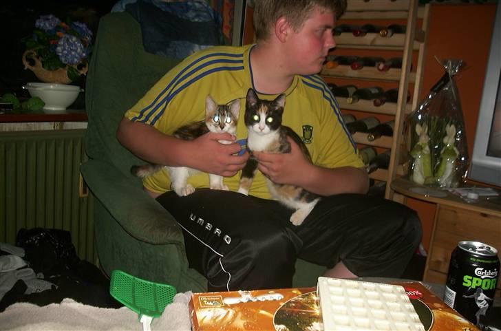 Huskat Fifi billede 11