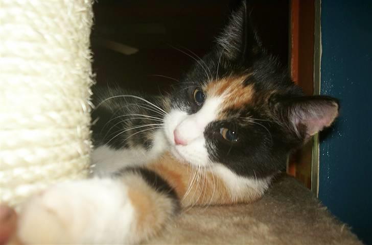 Huskat Snuppi billede 6