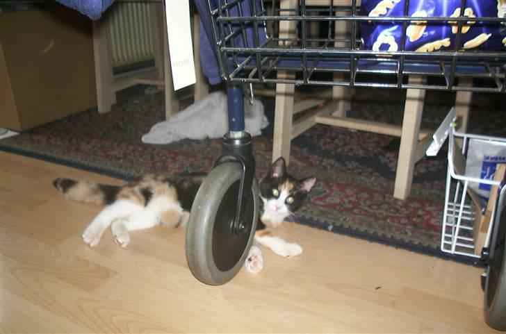 Huskat Snuppi billede 7