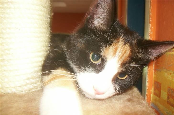 Huskat Snuppi billede 8