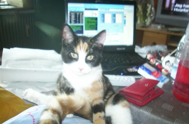 Huskat Snuppi billede 9