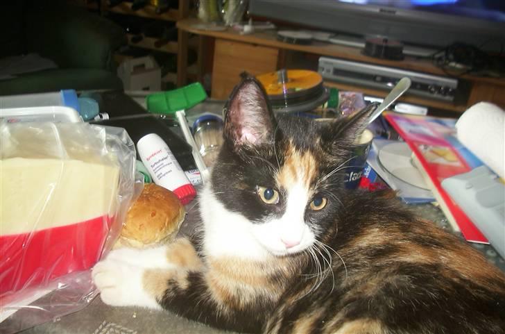 Huskat Snuppi billede 10