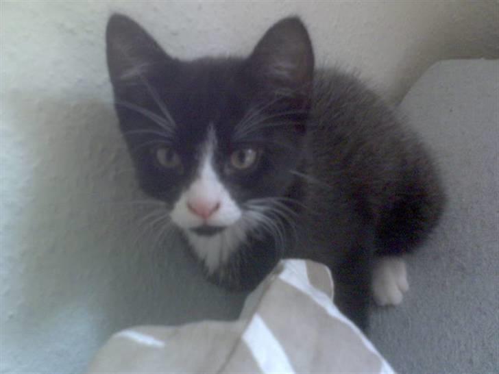 Huskat Cleo billede 1