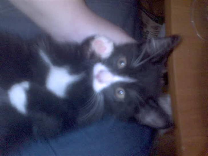 Huskat Cleo - Cleos fine hvide aftegninger billede 2