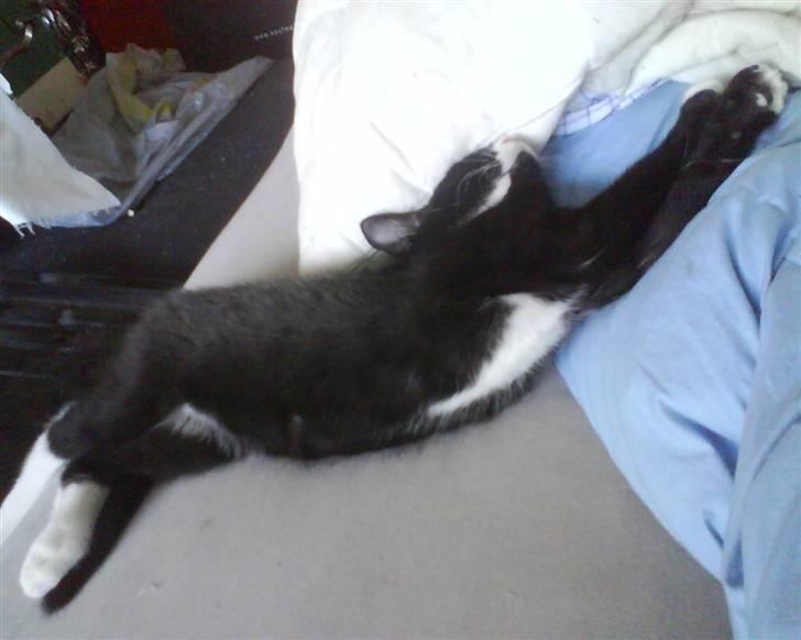 Huskat Cleo billede 3