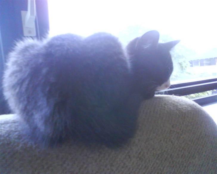 Huskat Cleo - Ser min bagdel stor ud fra den her vinkel, mor? billede 4