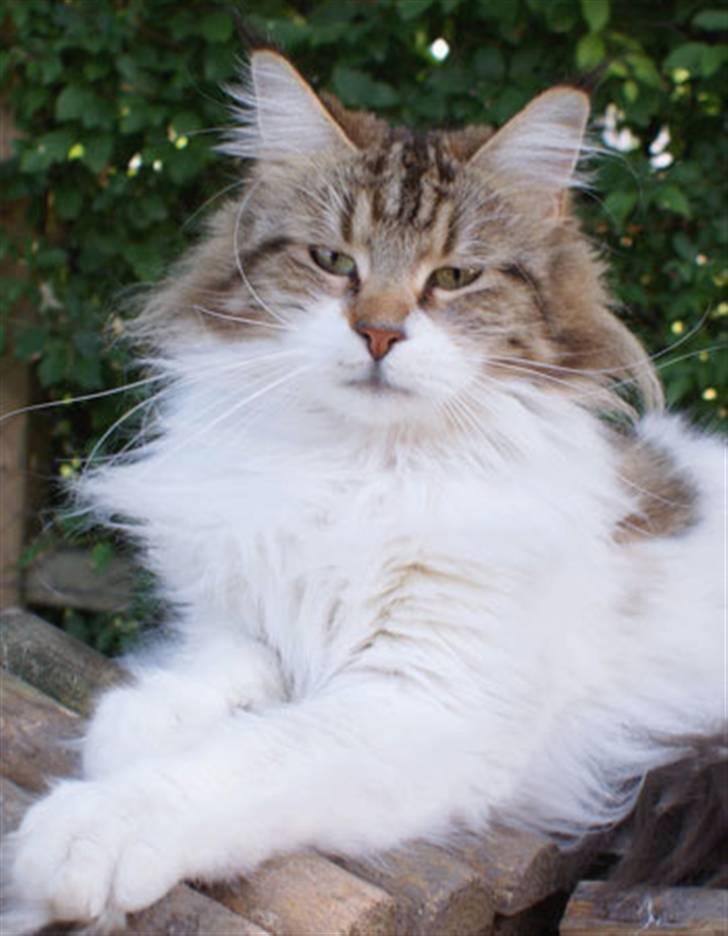 Maine Coon Timita`s Virgina no. 1 billede 1