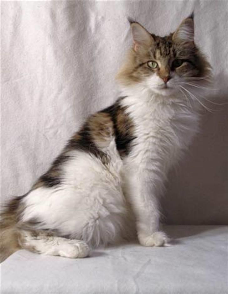 Maine Coon Timita`s Virgina no. 1 billede 2