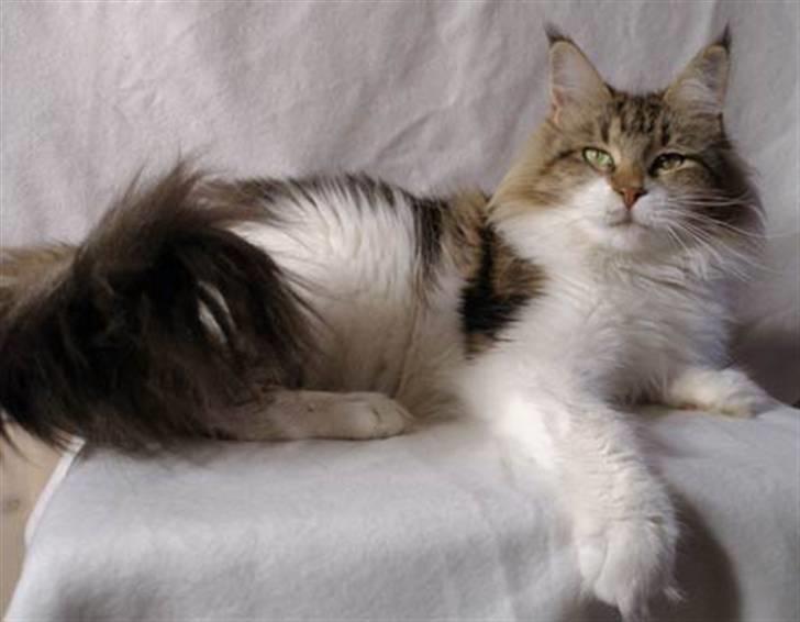 Maine Coon Timita`s Virgina no. 1 billede 3