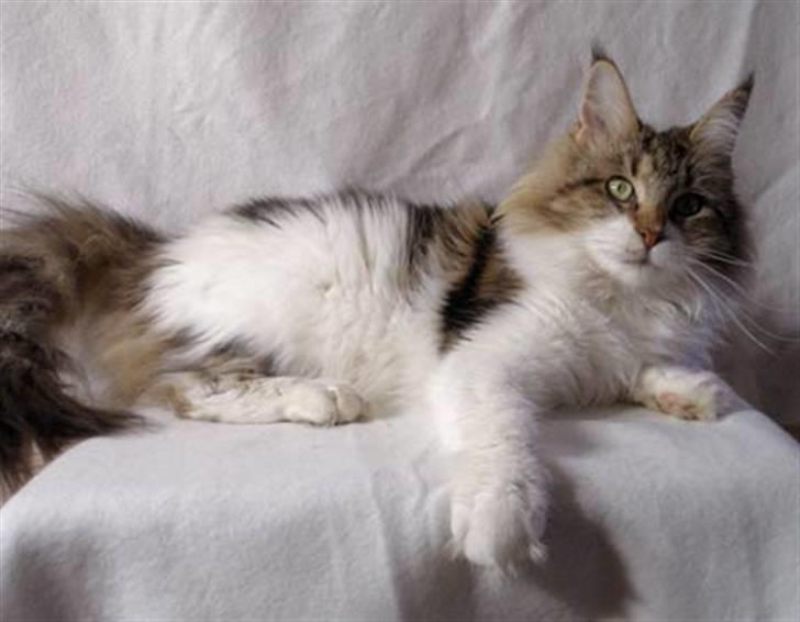 Maine Coon Timita`s Virgina no. 1 billede 4